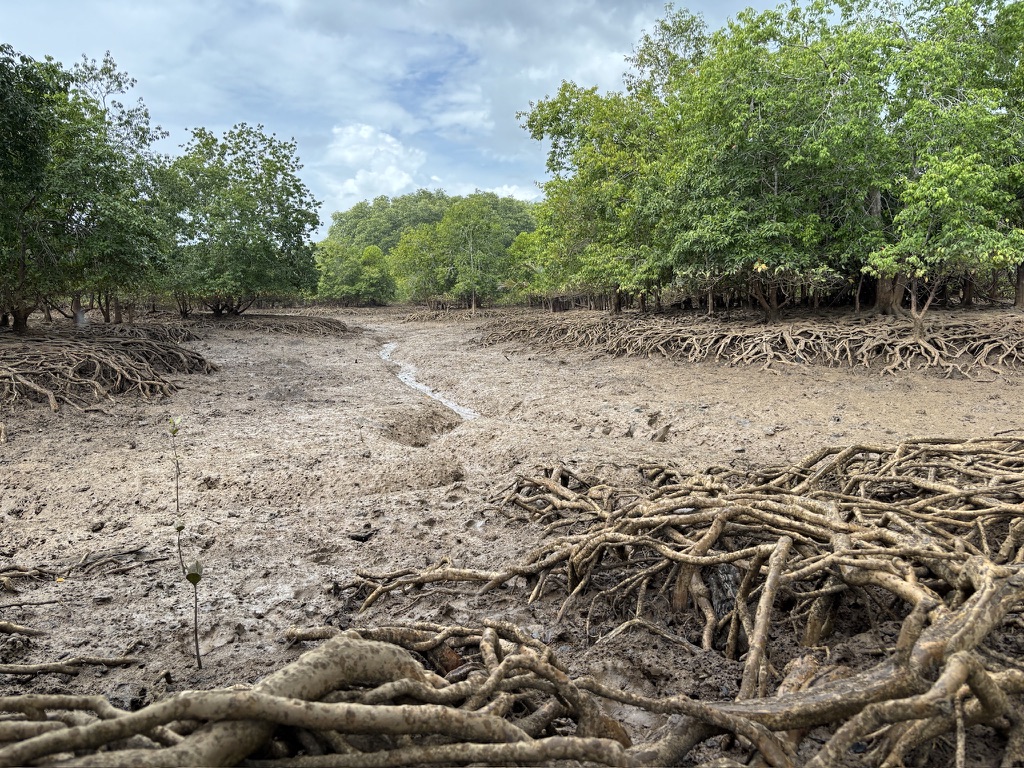 mangrove in Thailand mangrove in Thailand